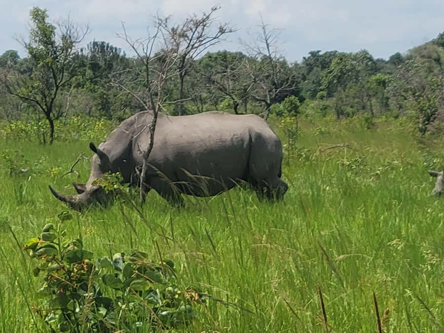 From Kampala: Ziwa Rhino Sanctuary Day Tour with Lunch - The Kampala and Entebbe Drive: Plan for Car Time