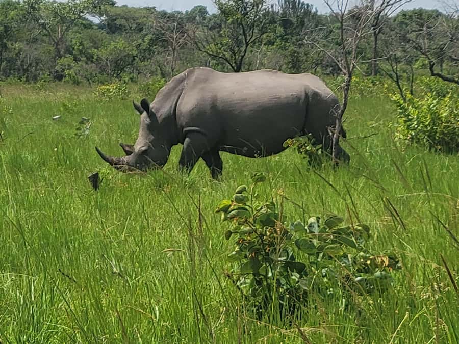 From Kampala: Ziwa Rhino Sanctuary Day Tour with Lunch - Safety Briefing and the Ranger-Led Rhino Trek
