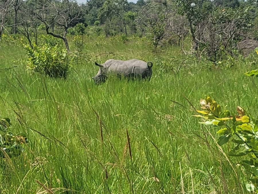 From Kampala: Ziwa Rhino Sanctuary Day Tour with Lunch - What You’ll See Beyond Rhinos: Birds, Habitat, and Wildlife Moments