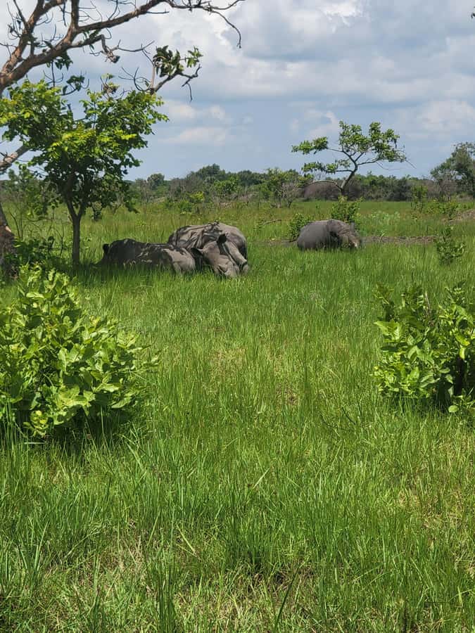 From Kampala: Ziwa Rhino Sanctuary Day Tour with Lunch - Lunch at the Sanctuary Restaurant or Nearby Diner