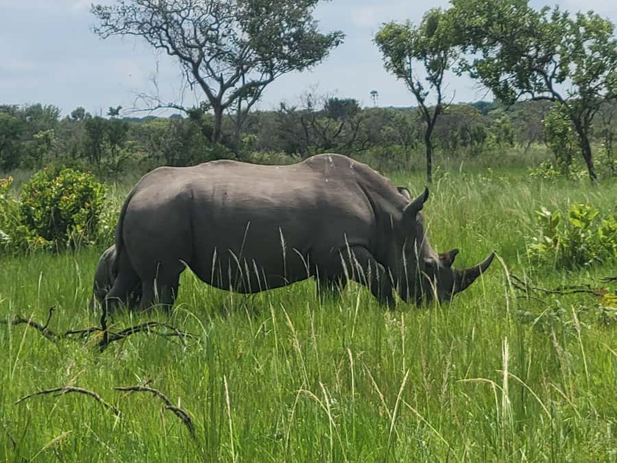 From Kampala: Ziwa Rhino Sanctuary Day Tour with Lunch - Who This Tour Is Best For (And Who Might Want to Skip)