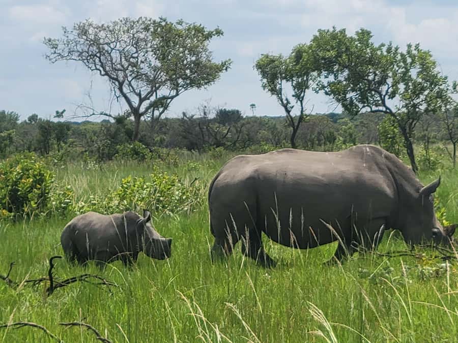 From Kampala: Ziwa Rhino Sanctuary Day Tour with Lunch - Breakfast Stop Fueling Up Before the Trek