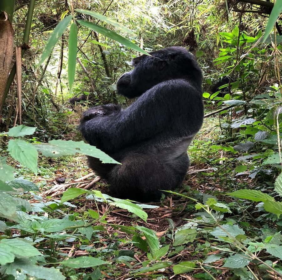 From Kigali: 1-Day Gorilla Trekking in Uganda - What the day really feels like