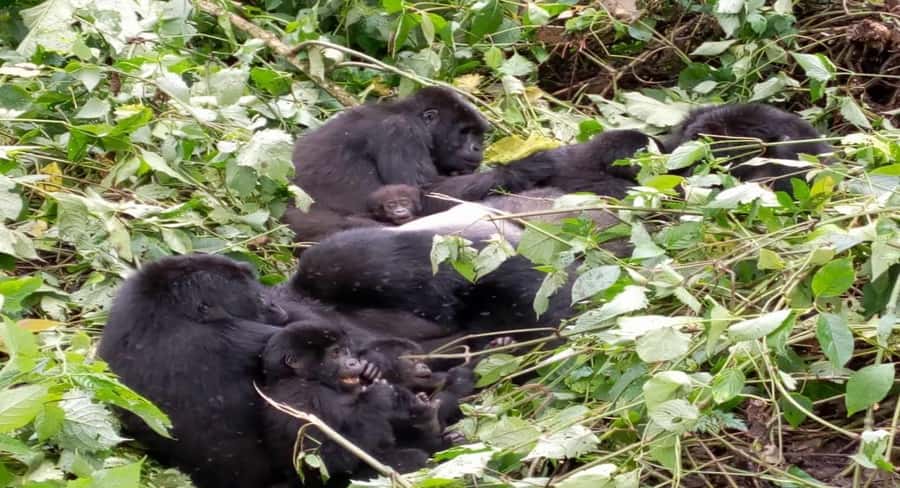 From Kigali: 1-Day Gorilla Trekking in Uganda - Key highlights you’ll care about