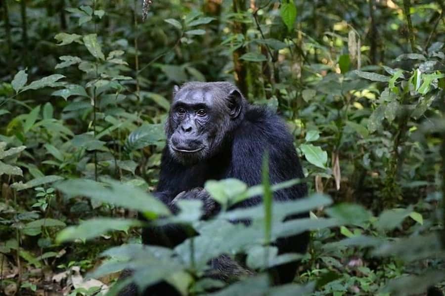 From Kigali: 1-Day Gorilla Trekking in Uganda - Border and breakfast: getting your day underway