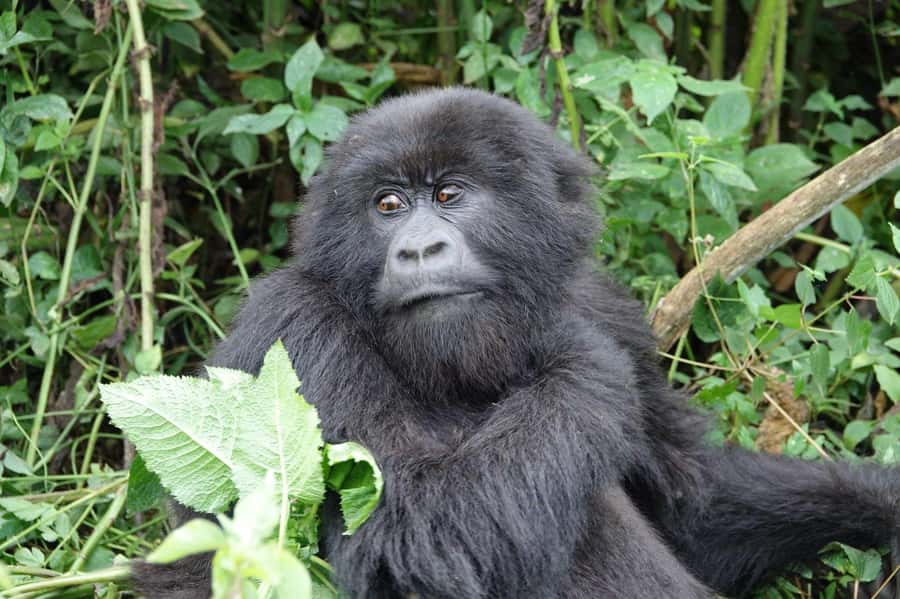 From Kigali: 2-Day Gorilla Trek: Bwindi Nat Park - The Gorilla Trek Itself, 7,000 to 9,000 Feet of Real Work