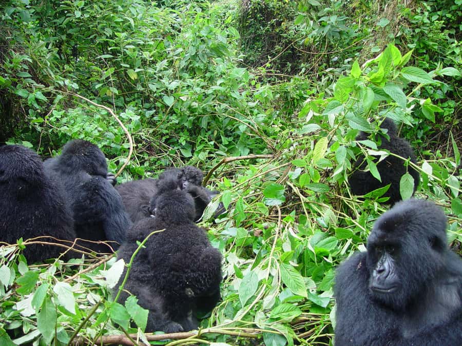 From Kigali: 2-Day Gorilla Trek: Bwindi Nat Park - What Happens During Your 1-Hour Gorilla Encounter