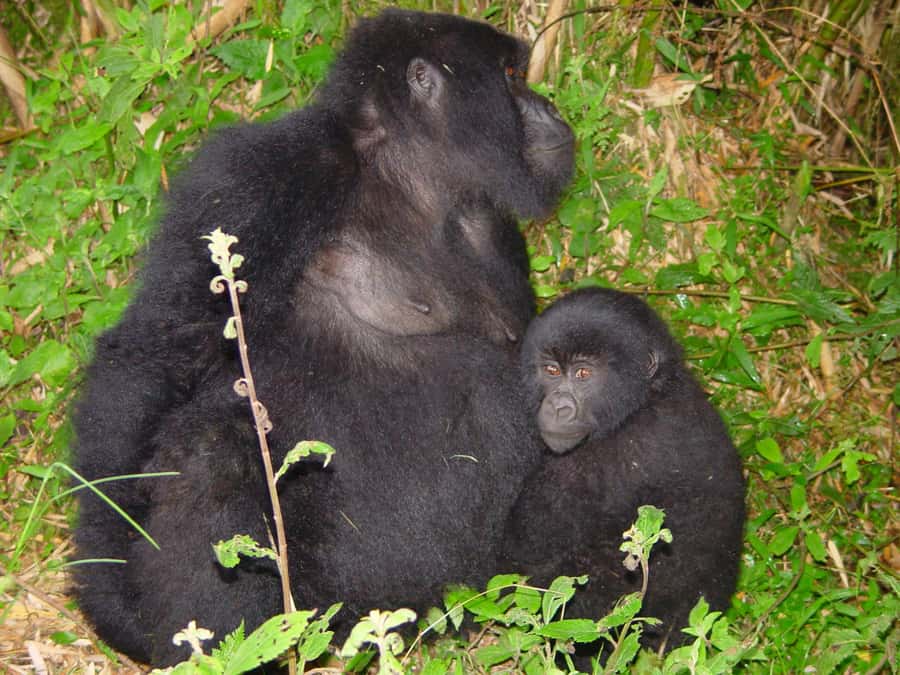 From Kigali: 2-Day Gorilla Trek: Bwindi Nat Park - What to Pack for This Trek, Based on How It Actually Feels