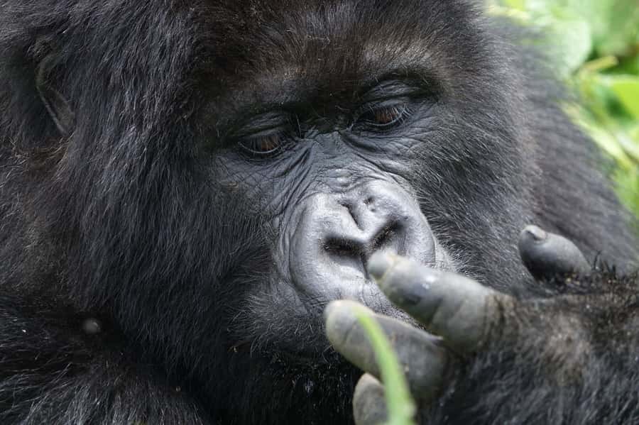 From Kigali: 2-Day Gorilla Trek: Bwindi Nat Park - Transport and Comfort, Safari Cruiser Plus Lodge Full Board