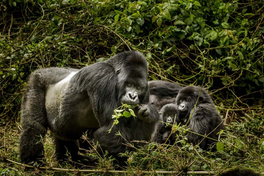 From Kigali: 2-Day Gorilla Trek: Bwindi Nat Park - Guides, Border Help, and the Small Things That Save Your Day