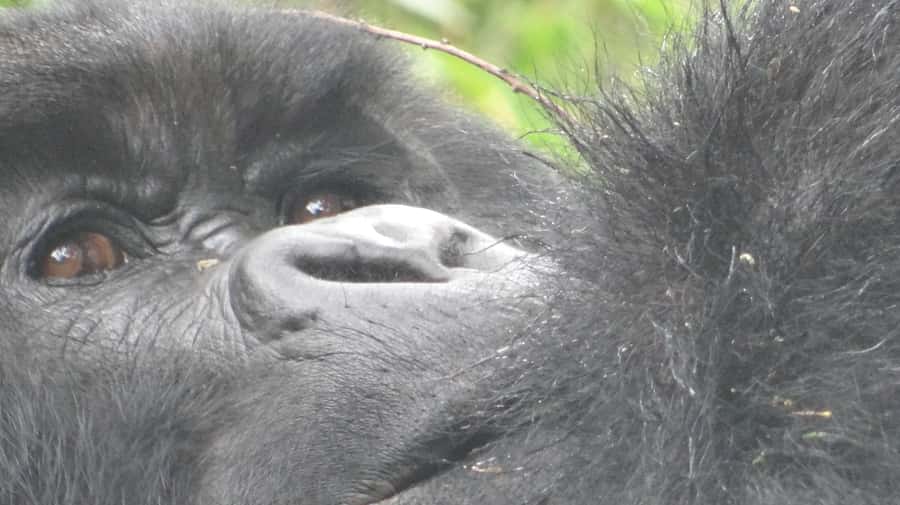 From Kigali: 2-Day Gorilla Trek in Bwindi - Key things to know before you go