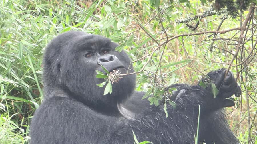 From Kigali: 2-Day Gorilla Trek in Bwindi - Why this 2-day Bwindi trek feels different from a quick day trip