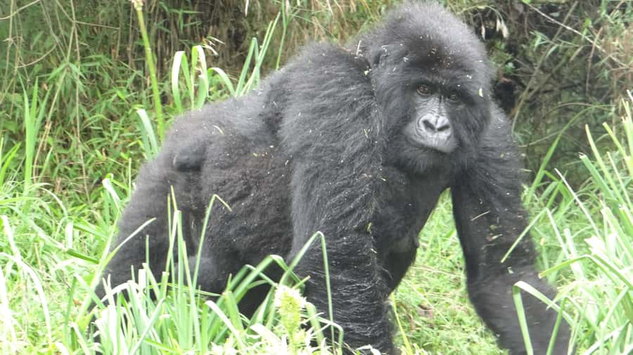 From Kigali: 2-Day Gorilla Trek in Bwindi - Border crossing and arriving at Bwindi Impenetrable Forest