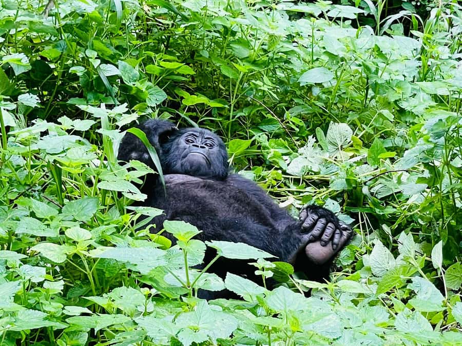 From Kigali: 2-Day Gorilla Trek in Bwindi - Day 1 pacing: travel, lunch, and the full-board overnight setup