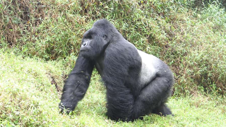 From Kigali: 2-Day Gorilla Trek in Bwindi - Accommodation and meals: full board is not a small detail