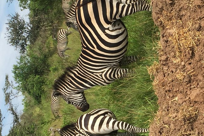 Gorilla and chimp experience holiday - Safari driving and side activities, when your trip feels bigger than gorillas