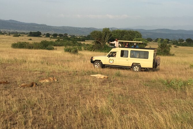 Gorilla & Chimpanzee Trekking in Uganda - 5 Days - A Private Apes Circuit from Kampala, Built Around Early Starts