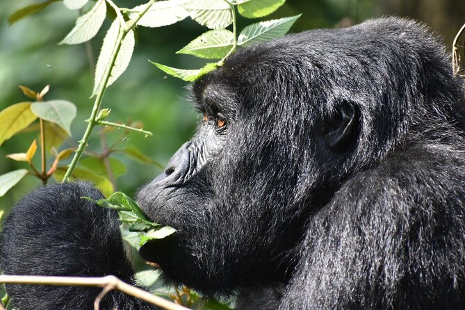 Gorilla & Chimpanzee Trekking in Uganda - 5 Days - Day 4: Bwindi Gorilla Trekking from 7:00 am, Mud, Then One Hour with Mountain Gorillas