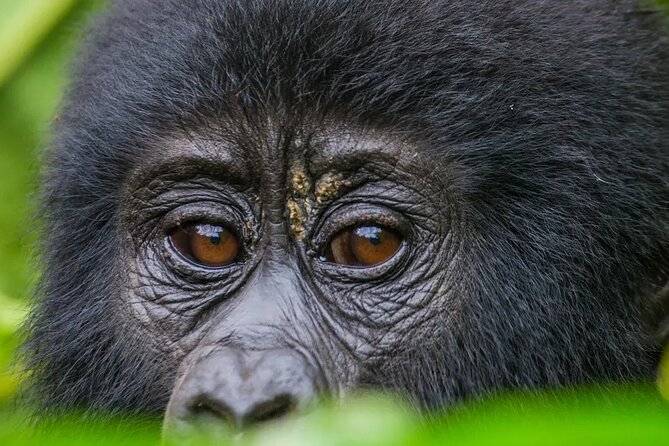 Gorilla Safari Holiday - Kampala to Bwindi: travel rhythm and what to expect each day