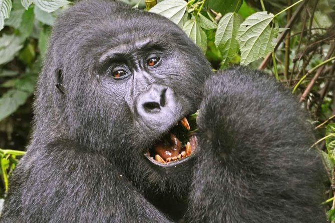 Gorilla Safari Holiday - Batwa Trail and community visit: culture with context, not just a show