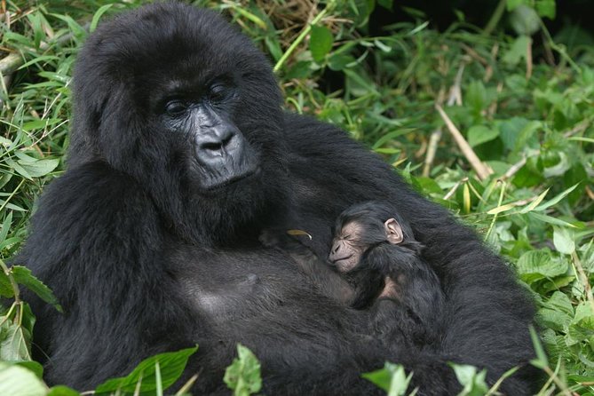 Gorilla Tracking & Batwa Culture Experience - Why This 3-Day Bwindi Plan Improves Your Odds of Gorilla Time