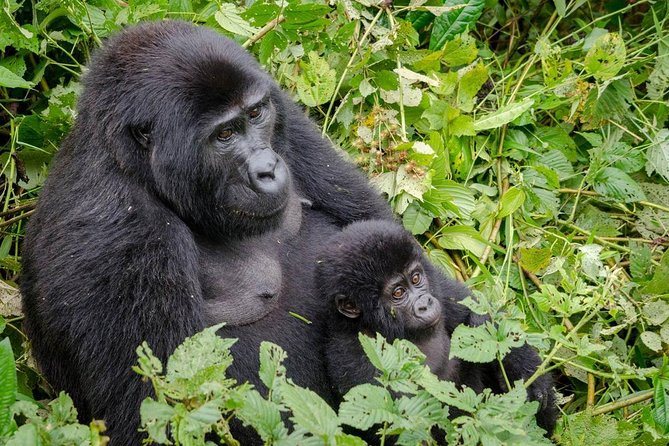 Gorilla Tracking & Batwa Culture Experience - Gorilla Tracking Day: Ranger Briefing, 30 Minutes to 8 Hours, and the One-Hour Encounter