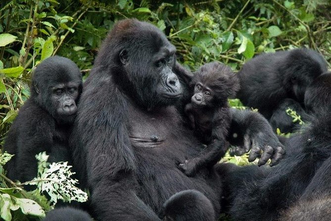 Gorilla Tracking & Batwa Culture Experience - Batwa Culture Evening: Dances, Singing, and Cooking With the Community