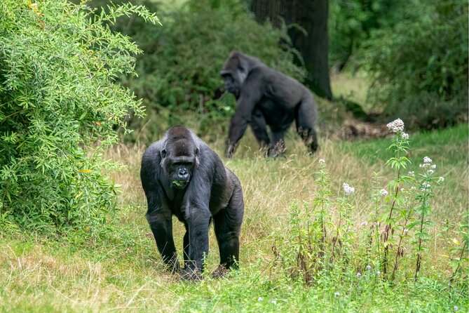 Gorilla Tracking & Batwa Culture Experience - Lodging, Meals, and Pacing: What the Included Food Really Does for You