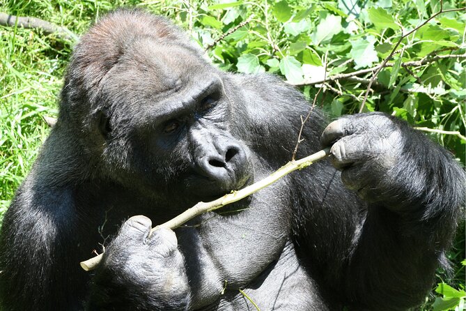 Gorilla Tracking & Batwa Culture Experience - Guides, Timing, and Real-World Reliability Signals