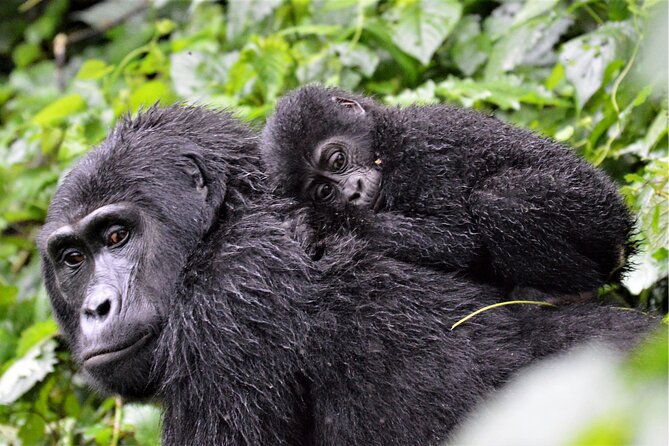 Gorilla Tracking & Batwa Culture Experience - Day 3 Return: Kabale Views, Lake View Hotel Lunch, and Getting to Entebbe