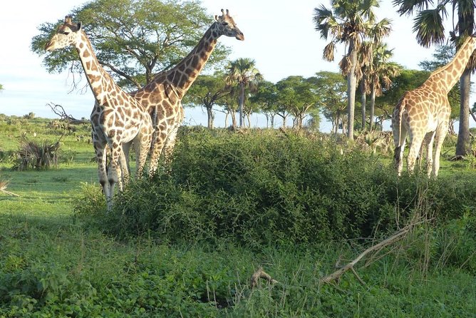 Gorilla trekking - Who should book this private Bwindi gorilla trekking option