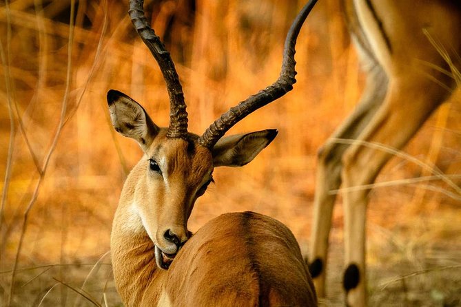 Guided Safari to Murchison Falls from Masindi - When this safari is the right fit, and when it’s not