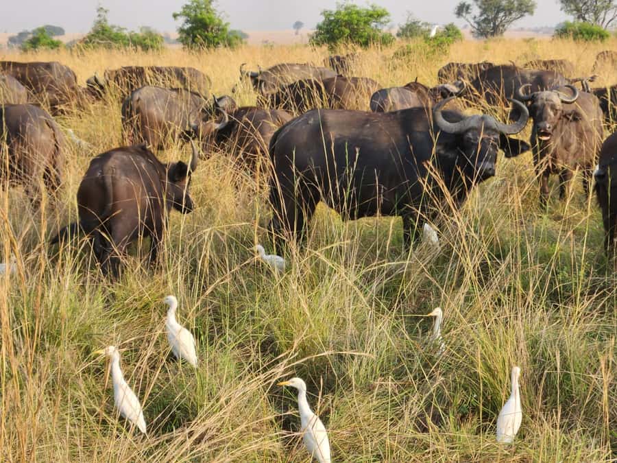 Kampala: 3-Day Murchison Falls Safari - From Kampala to the park, plus fruit stops and stubborn baboons