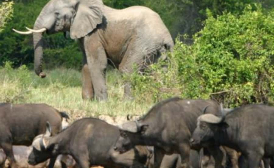 Kampala: 3-Day Murchison Falls Safari - Crossing the Nile by ferry, then watching the park from the Paraa side