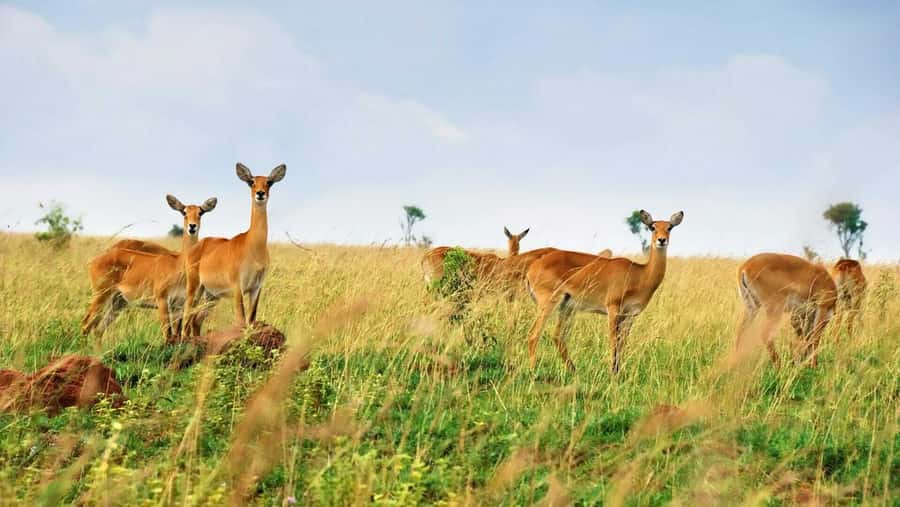Kampala: 3-Day Murchison Falls Safari - Morning game drives: why the timing matters and what you can realistically spot