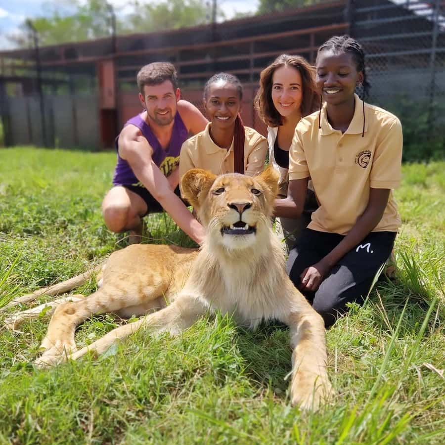 Kampala: Conservation Centre for Wildlife Guided Tour - The lion-cottage view: comfort, control, and less chaos