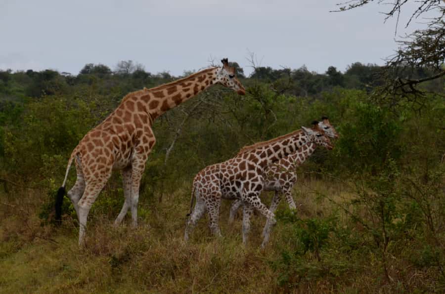 Lake Mburo National Park with Equator, Game Drive & Cruise - Key things to know before you go