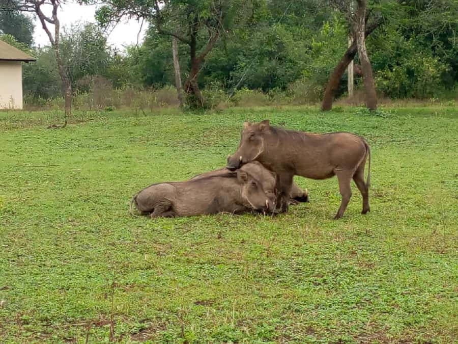 Lake Mburo National Park with Equator, Game Drive & Cruise - Should You Book This Lake Mburo and Equator Day Trip?