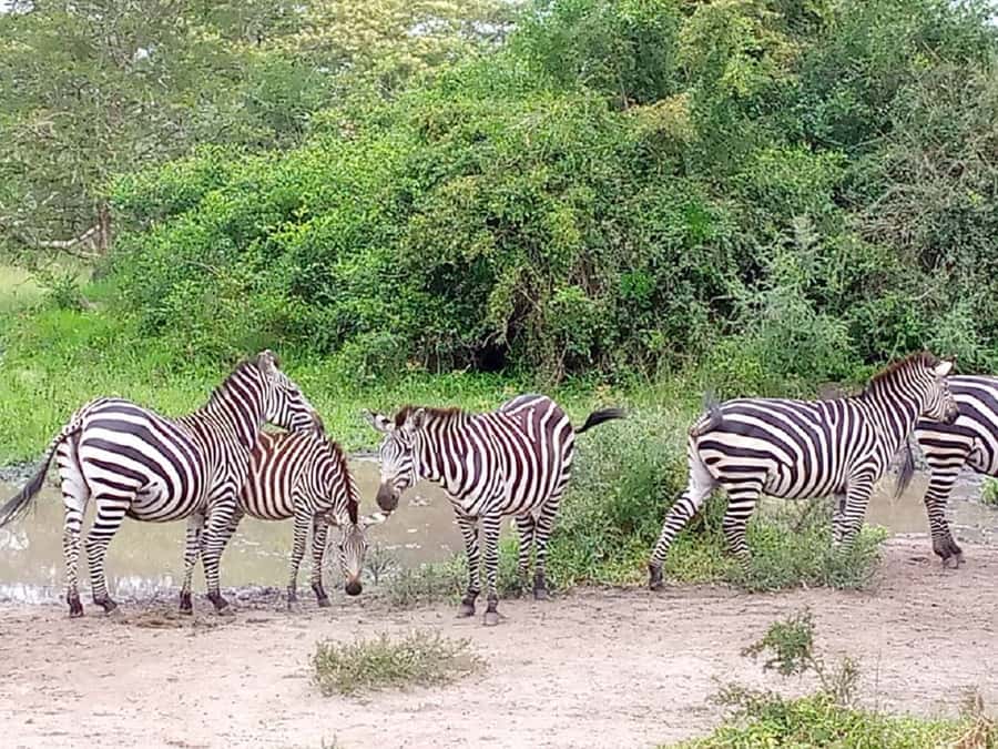 Lake Mburo National Park with Equator, Game Drive & Cruise - What the Guide and Group Size Change in Real Life