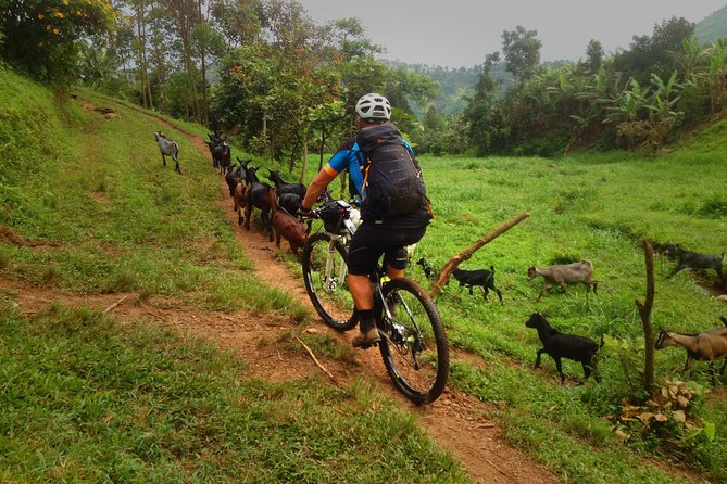 Lake Victoria Island Cycling Tour from Kampala - Mabamba Swamp and Shoebills Near Entebbe: What to Know