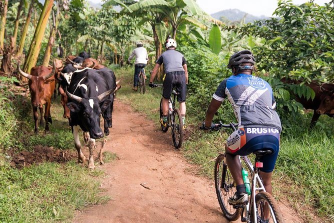 Lake Victoria Island Cycling Tour from Kampala - Guides You Can Count On, Including Francis and Jims