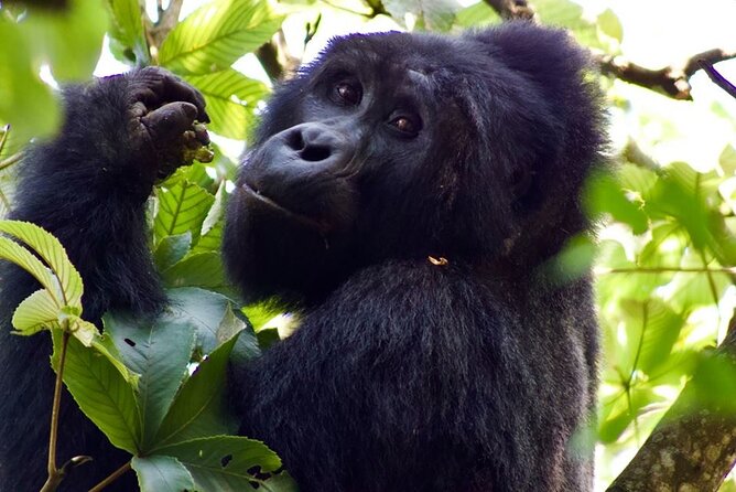 Mambo Gorilla Safaris, is an African based Tour Agency, offering the best ever - Price and what you actually get for $150 per person