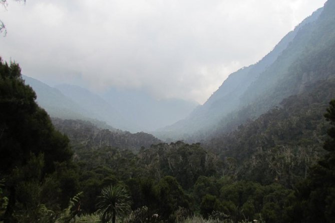 Mountain Rwenzori Trekking Uganda 9 Day Safari - Day 3 to John Matte hut: bamboo forest and heather country