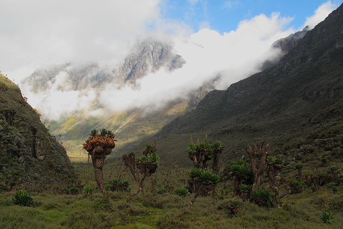 Mountain Rwenzori Trekking Uganda 9 Day Safari - Day 6 Elena hut to the Stanley plateau and Margherita Glacier to summit