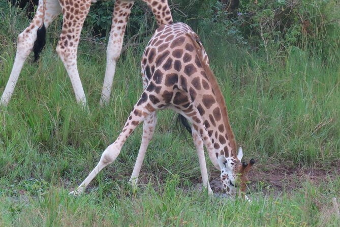 Murchison Falls 2 Days Game Safari (4 people Minimum required) - Gulu to the Park: Your Private Minibus and Small-Group Pace