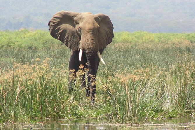 Murchison Falls 2 Days Game Safari (4 people Minimum required) - What Can Affect Your Day: Timing, Meals, and Physical Effort