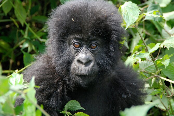 Private 3 Day Gorilla Trekking Safari in Uganda - Entebbe to Bwindi: Long Drive, But Done Comfortably