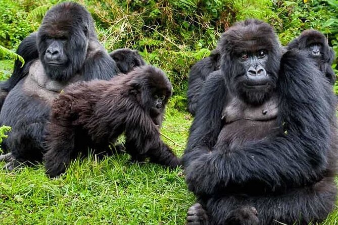 Private 3 Day Gorilla Trekking Safari in Uganda - Gorilla Tracking in the Jungle: How Long It Really Takes