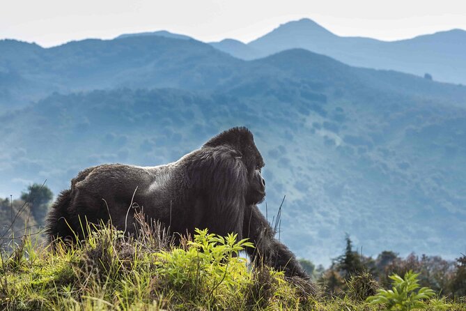 Private 3 Day Gorilla Trekking Safari in Uganda - The Best Part Beyond Gorillas: Batwa Community Visit