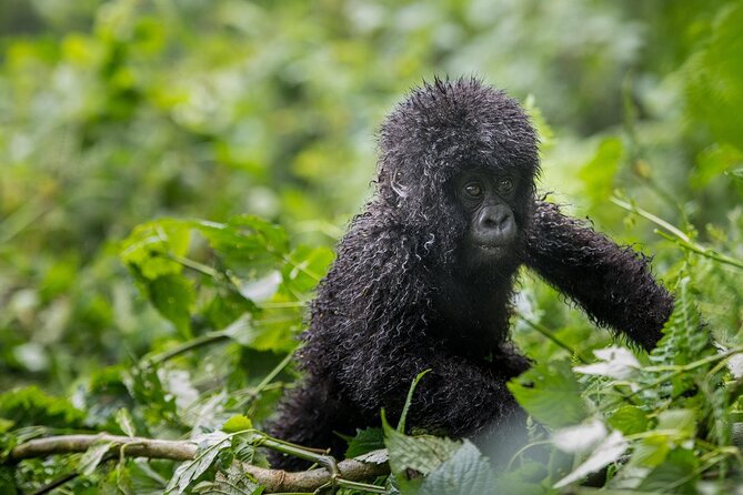 Private 3 Day Gorilla Trekking Safari in Uganda - Day 3 Return to Entebbe: The Green Equator Photo Moment